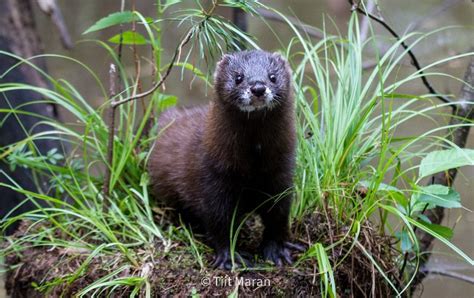 The critically endangered European Mink - Europe's most threatened ...