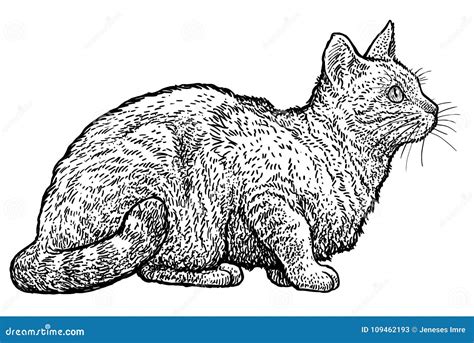 Ilustração De Assento Do Gato De Gato Malhado Desenho Gravura Tinta