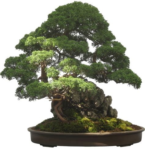 Come Dare Unaformaa Una Pianta Tipo Bonsai Mondo Bonsai