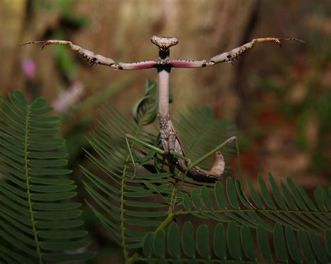 File:Praying mantis in defense pose.JPG - Wikimedia Commons