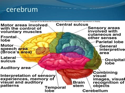 Anatomy of the Cerebrum