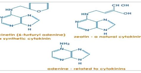 Plant Hormones Cytokinins ~ Dhiraj S Blog