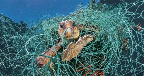 Heartbreaking Photos Of Plastic's Devastating Impact On Sea Creatures