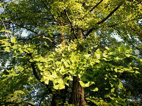 Ginkgo Biloba Um Guia Completo Desta Planta Guia Das Suculentas