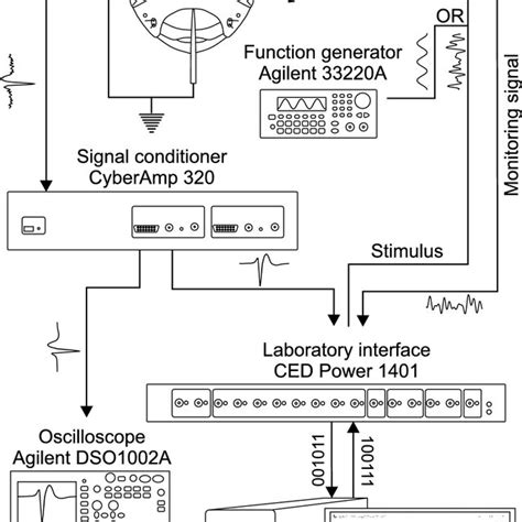 Experimental Setup For Extracellular Recording Of Spikes From A Download Scientific Diagram