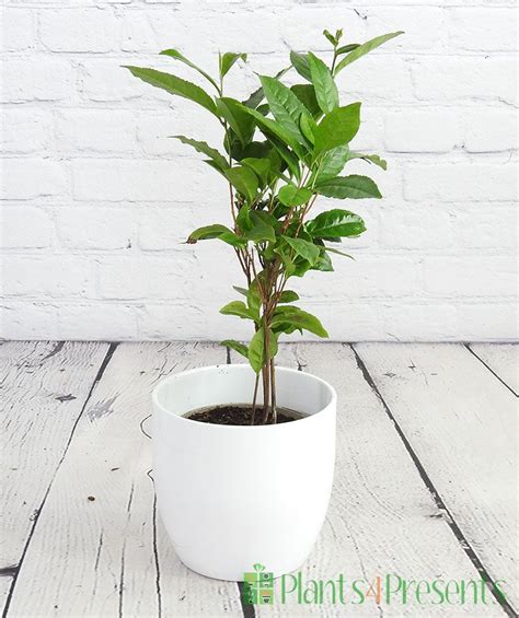 Tea Plant | Grow your own tea plant gifts