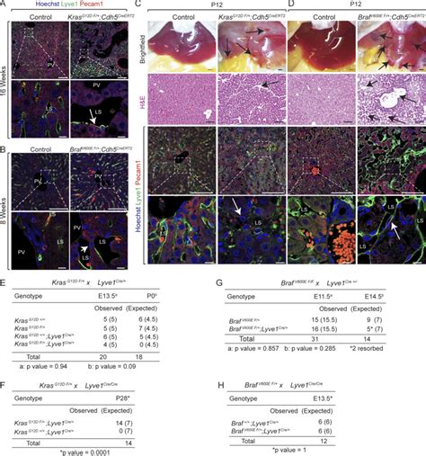 Endothelial KrasG12D Or BrafV600E Gain Of Function Mutations Cause