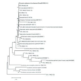 Abundance of denitrifying and anammox bacteria in the two conditions ...