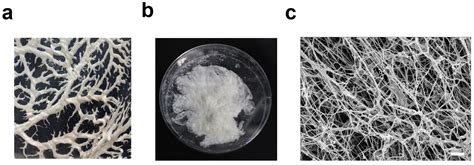 Gels Free Full Text Modified Ecm Based Bioink For 3d Printing Of