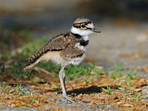 Killdeer Chicks