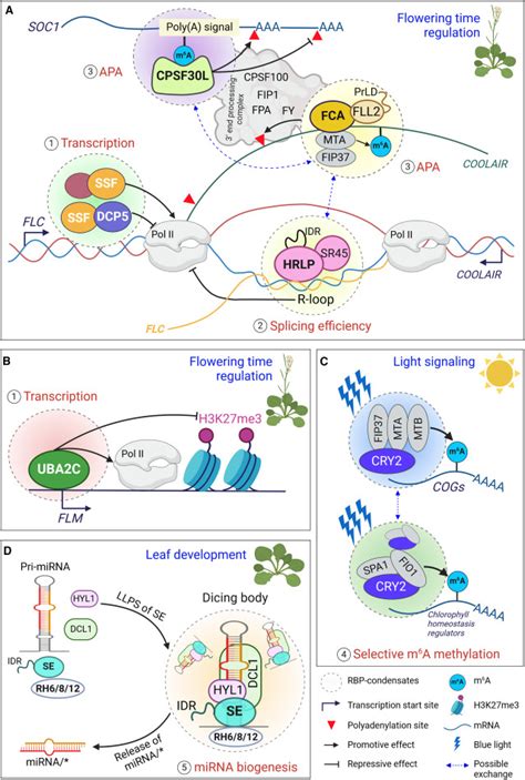 Plant Rna Binding Proteins Phase Separation Dynamics And Functional