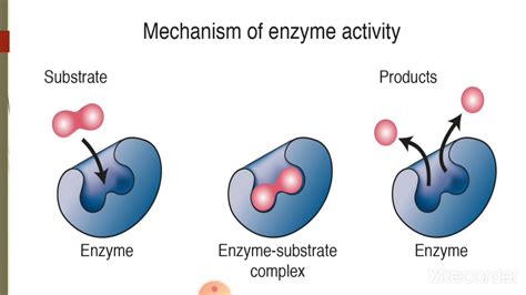 Enzyme Substrate