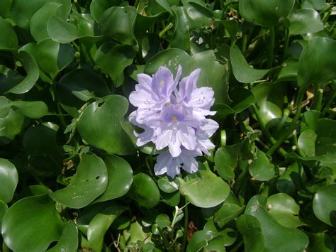 Free Images Nature Blossom Leaf Flower Pond Green Botany