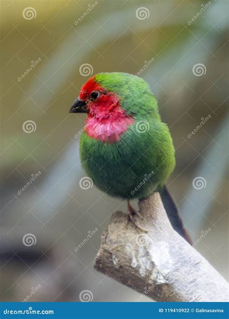 Red Throated Parrot Finch Stock Photo Image Of Throated Finch