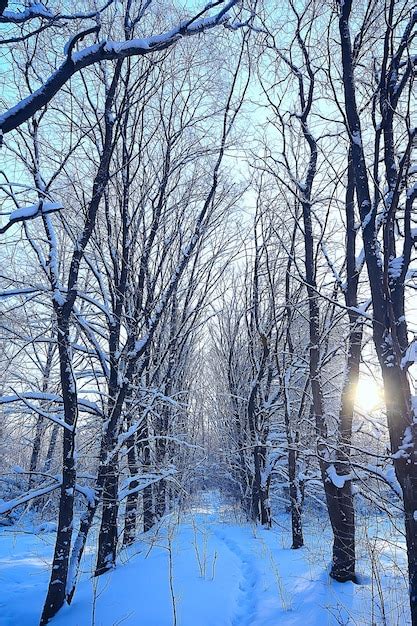 Premium Photo | Winter park, cityscape in winter weather / landscape ...