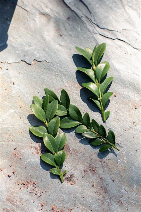 Propagating Boxwood From Cuttings The Maker Makes