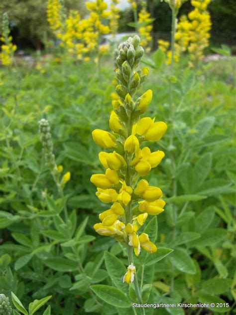 Thermopsis Villosa Caroliniana Staudeng Rtnerei Kirschenlohr