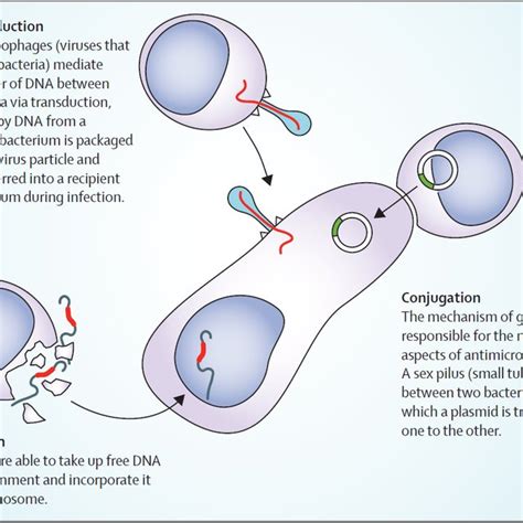 Mechanisms Of Antibiotic Resistance In Gram Negative Bacteria Allen