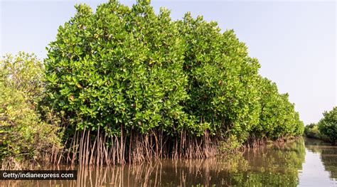 Five New Indian Wetlands Get Ramsar Recognition Find Out What It Means