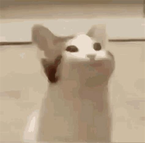 Funny Cat GIF - Funny Cat - Discover & Share GIFs