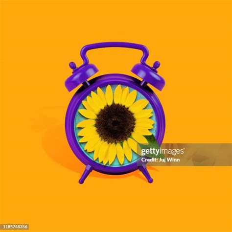 38 Sunflower Clock Stock Photos, High-Res Pictures, and Images - Getty ...