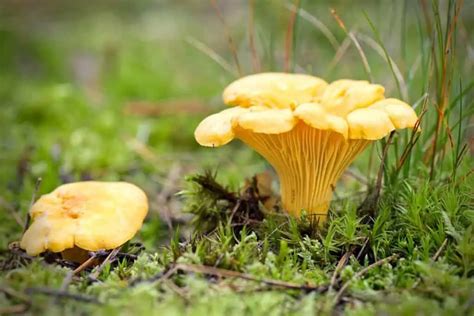 10 Types of Wild Mushrooms - Wildlife Informer