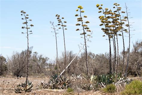 Agave americana- American Century Plant - Bolsa Chica Land