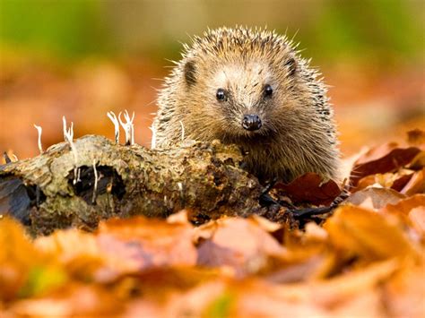 Herfst In Nederland X Natuurtips Voor Het Najaar