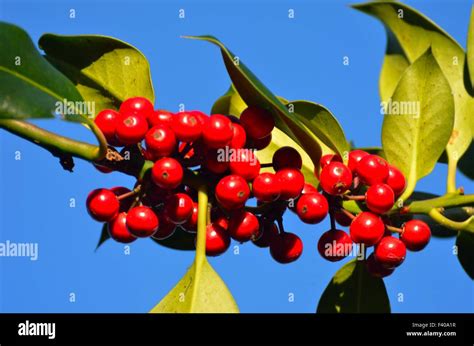 Holly tree with berries holly tree with berries holly hi-res stock ...