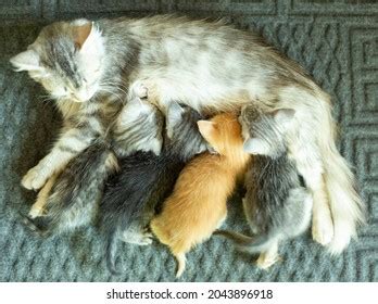 Mother Cat Milk Feeding Kittens Stock Photo 2043896918 | Shutterstock