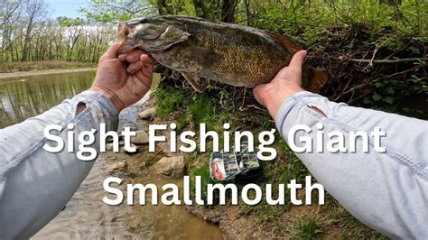 Sight Fishing Giant Smallmouth Youtube