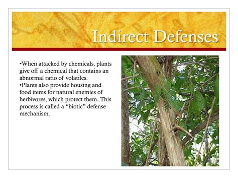 Ppt Plant Defenses Against Predators Powerpoint Presentation Free