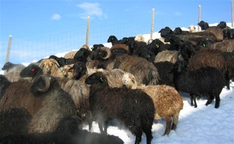 Wool | Karakul Shepherds Alliance