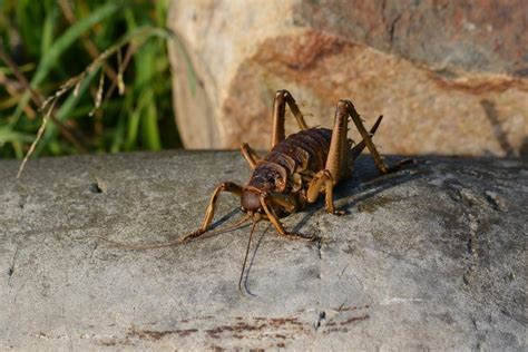 Animaux De Nouvelle Z Lande Noms Et Photos