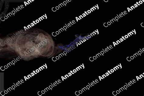 Deep Veins of Upper Limb (Left) | Complete Anatomy