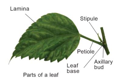 Leaf Morphology Parts Types And Modification