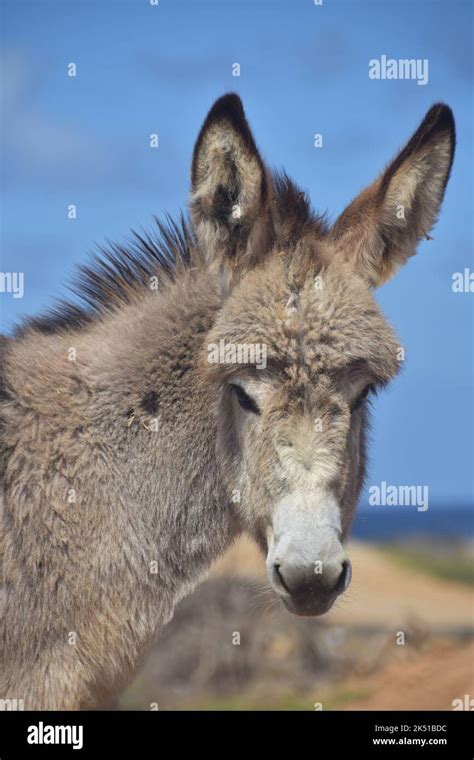 Adorable baby wild Provence donkey with long fluffy shaggy Fur Stock ...