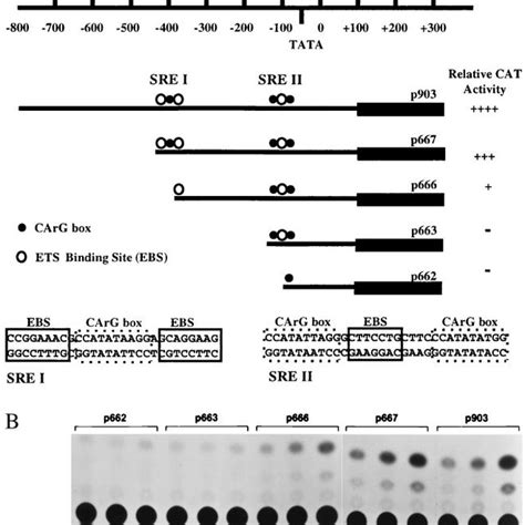 Ets Target Genes Identified By Differential Display And Whole Genome