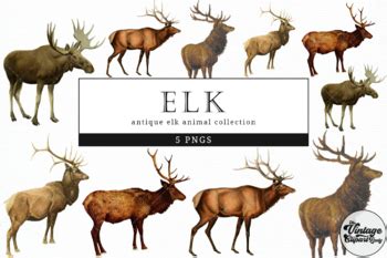 American Elk Antlers Svg Clipart By Crafteroks Thehungryjpeg Clip