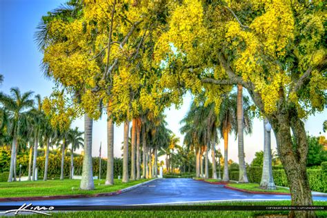 Golden Shower Tree Cassia Fistula