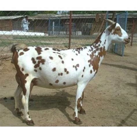 Barbari Goat at Rs 300/kg | Manpura | Mahendragarh | ID: 16894113430