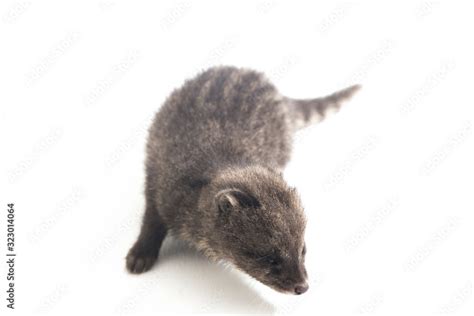 The baby small Indian civet (Viverricula indica) is a civet native to South and Southeast Asia ...