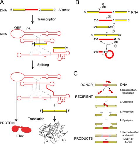 Intron Dna