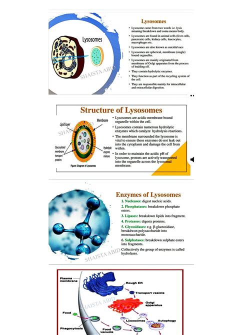 SOLUTION: Lysosomes structure and function also lysosomal storage ...