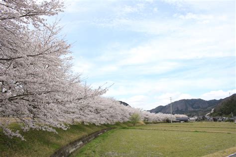 「桜のまち」朝来市の桜情報！ （山東編） あさご市ポータルサイトあさぶら