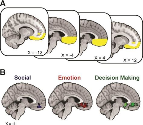 Ventromedial Prefrontal Cortex Structure And Functions A A Vmpfc Mask