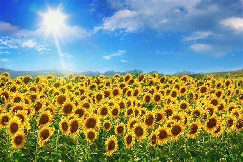 Sunflowers Under Blue Sky And Shining by Buena Vista Images