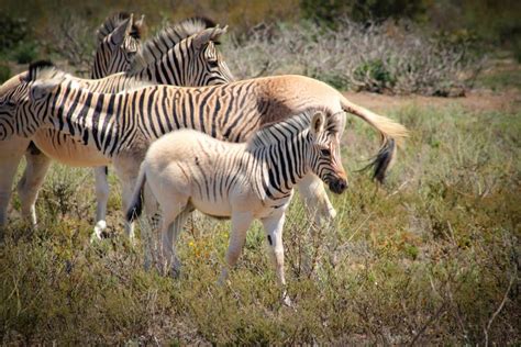 It squeaks like a quagga and looks like a quagga, but is the new Rau ...