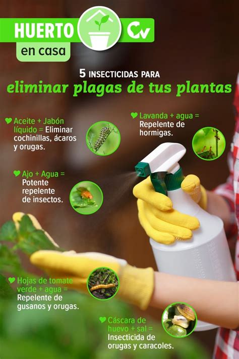 Insecticidas Caseros Para Eliminar La Plaga De Tus Plantas Cocina Vital Recetas Fáciles En