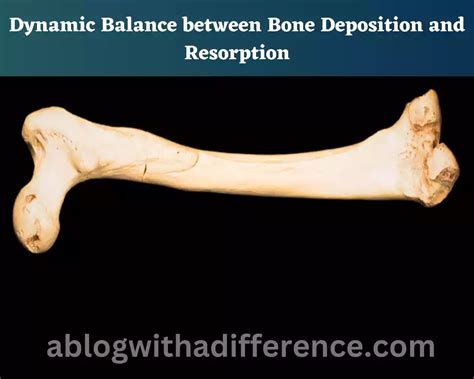 Bone Deposition and Resorption 10 amazing difference